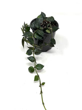 Load image into Gallery viewer, Hoya Lacunosa Silver