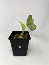 Load image into Gallery viewer, Monstera Deliciosa Albo Variegated N