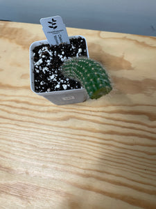 183. Cleistocactus Colademononis “Monkey Tail Cactus” (Long hair variant) - Ships within Canada only