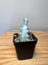 Load image into Gallery viewer, 66. Euphorbia Lactea &#39;White Ghost&#39;