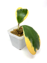 Load image into Gallery viewer, Hoya Kerrii Albo Variegated