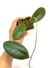 Load image into Gallery viewer, Hoya Forbesii Silver
