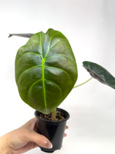 Load image into Gallery viewer, Alocasia ‘Golden Bone’