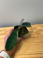 Load image into Gallery viewer, 70. Hoya Meliflua