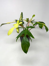 Load image into Gallery viewer, Philodendron Florida Beauty C