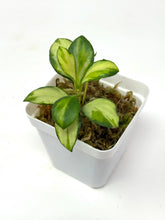 Load image into Gallery viewer, Hoya Heuschkeliana Inner Variegated