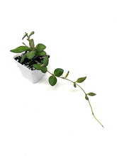 Load image into Gallery viewer, Hoya Bilobata