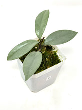 Load image into Gallery viewer, Hoya Wilbur Graves Silver C