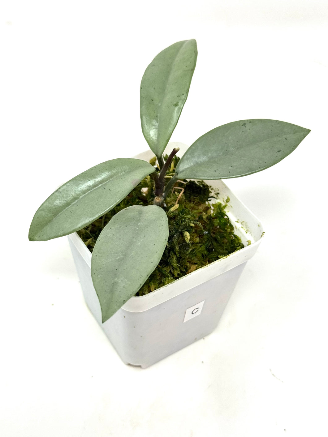 Hoya Wilbur Graves Silver C