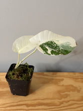 Load image into Gallery viewer, 101. Monstera Deliciosa Albo Variegated