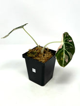 Load image into Gallery viewer, Alocasia Black Velvet Variegated F