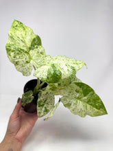 Load image into Gallery viewer, Alocasia Odora Variegated