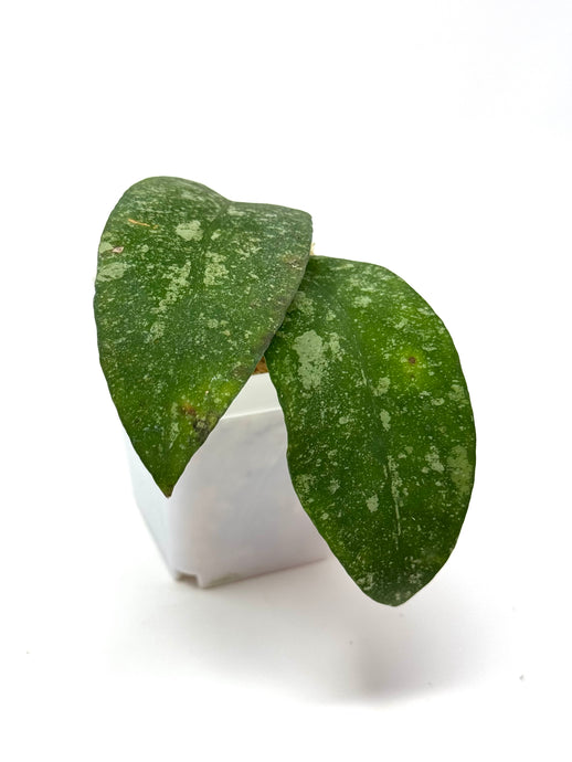 Hoya Polypus Splash