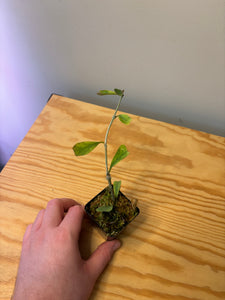 1. Hoya Manipurensis