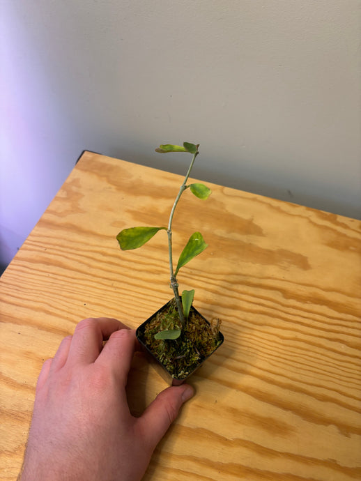 1. Hoya Manipurensis