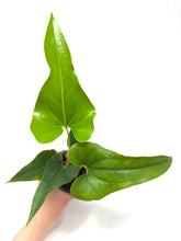 Load image into Gallery viewer, Anthurium Corong x Villenaorum