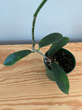 Load image into Gallery viewer, 256. Hoya Meliflua