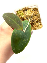 Load image into Gallery viewer, Hoya Rintzii (Borneo)