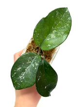 Load image into Gallery viewer, Hoya Carnosa ‘Oval Splash’
