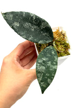 Load image into Gallery viewer, Hoya Caudata Silver