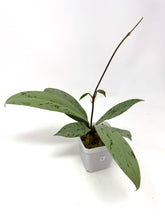 Load image into Gallery viewer, Hoya Pubicalyx Pink Silver Ghost A