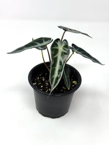 Alocasia Bambino