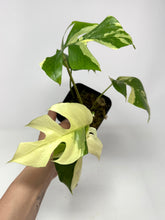 Load image into Gallery viewer, Rhaphidophora Tetrasperma Variegated