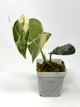 Load image into Gallery viewer, Scindapsus Mayari Variegated A