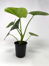 Load image into Gallery viewer, Alocasia Lukiwan