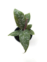 Load image into Gallery viewer, Homalomena ‘Purple Sword’