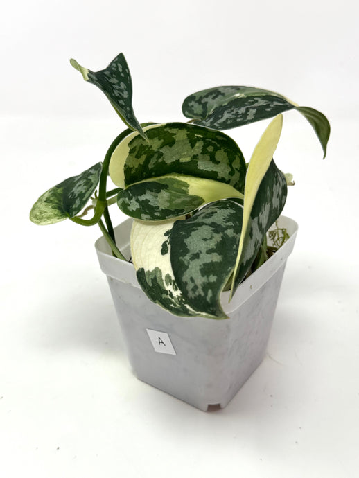 Scindapsus Mayari Variegated A