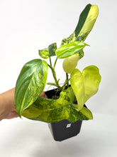 Load image into Gallery viewer, Philodendron Bipennifolium Violin Variegated A
