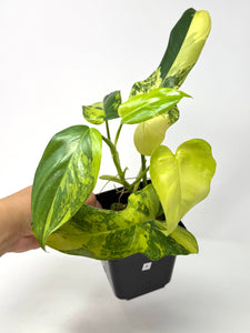 Philodendron Bipennifolium Violin Variegated A