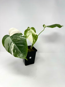 Monstera Deliciosa Albo Variegated B