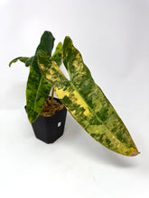 Load image into Gallery viewer, Philodendron Billietiae Variegated C