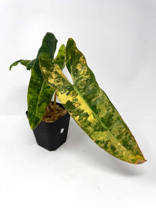 Philodendron Billietiae Variegated C