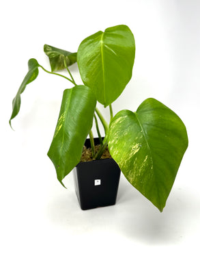 Monstera Deliciosa Aurea Variegated A