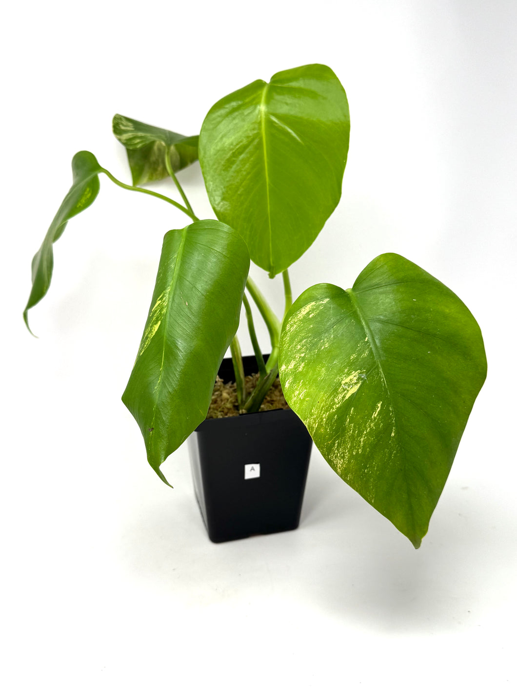 Monstera Deliciosa Aurea Variegated A