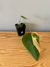 Load image into Gallery viewer, 341. Monstera Deliciosa Aurea Variegated