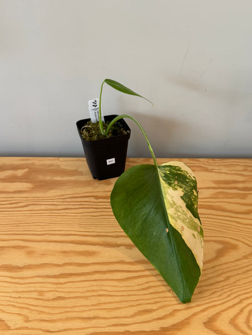 341. Monstera Deliciosa Aurea Variegated