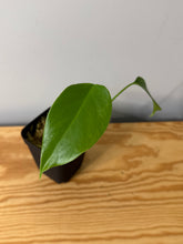 Load image into Gallery viewer, 80. Monstera Deliciosa Aurea Variegated