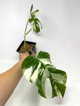 Load image into Gallery viewer, Monstera Deliciosa Albo Variegated A
