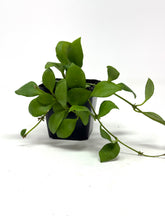 Load image into Gallery viewer, Hoya Heuschkeliana