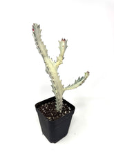 Load image into Gallery viewer, Euphorbia Lactea ‘White Ghost’ (large size) (Ships within Canada only)