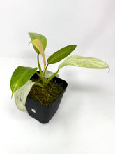 Load image into Gallery viewer, Philodendron Whipple Way D