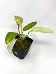 Philodendron Whipple Way D
