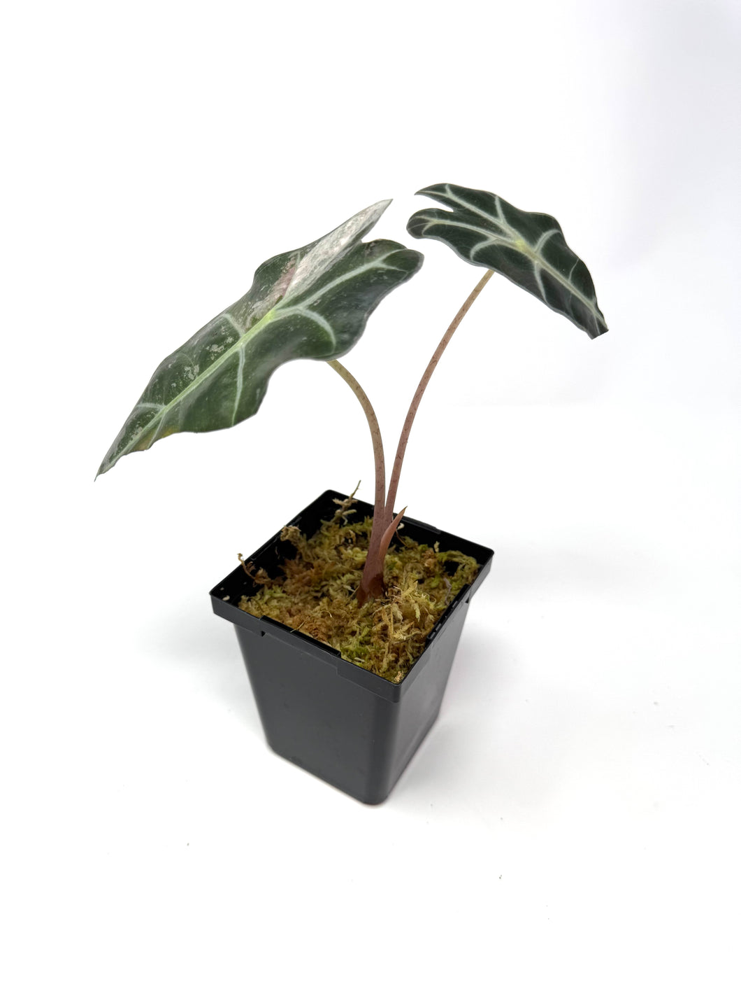 Alocasia Amazonica Variegated C