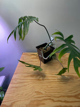 Load image into Gallery viewer, 59. Philodendron Mayoi