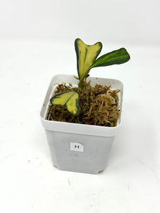 Hoya Manipurensis Variegated H