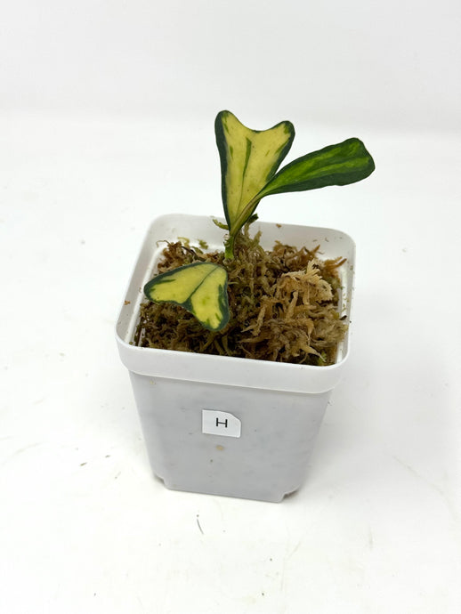 Hoya Manipurensis Variegated H